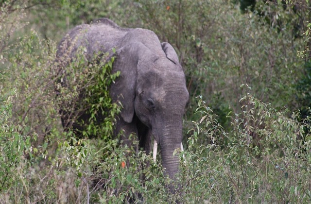 Elephant moving through dense green brush
