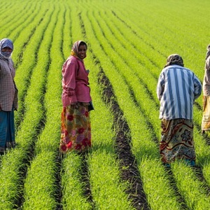 Women working together in a green farm field