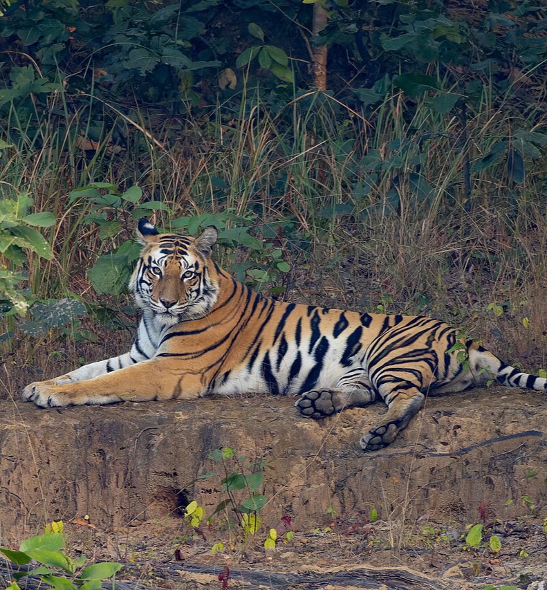 Bengal tiger resting at the edge of a forest