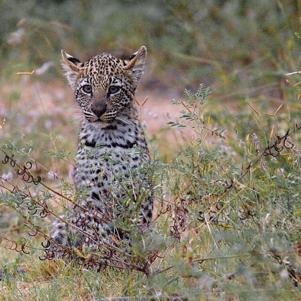 Leopard cub resting in the grass